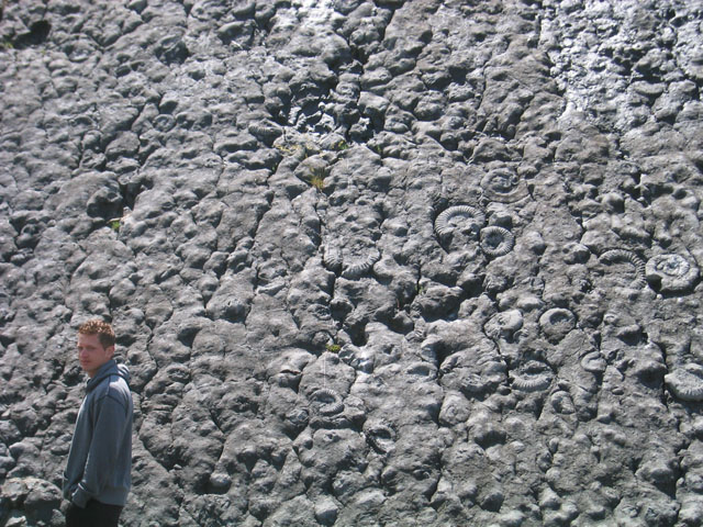 102 Till_vor_Urzeitversteinerungen