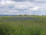014 Kornblumen
